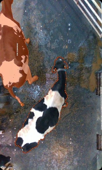 Мониторинг отёла и состояния животных